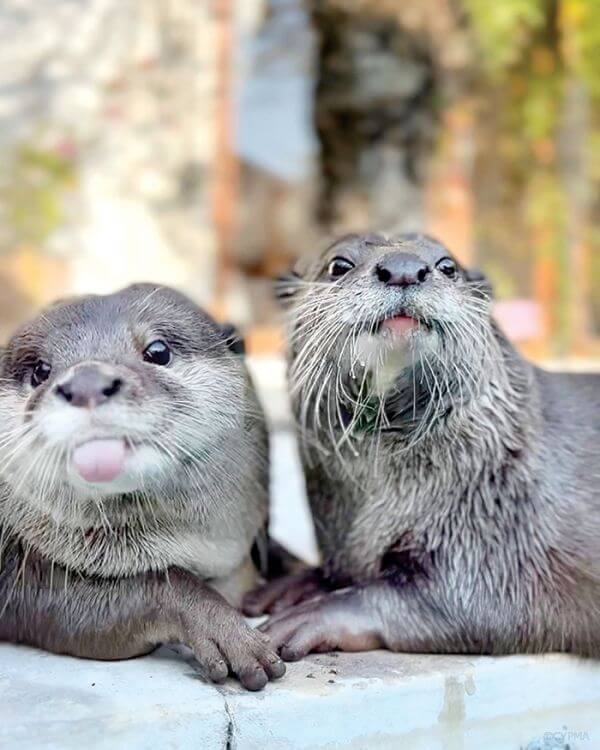 Шапка з видри