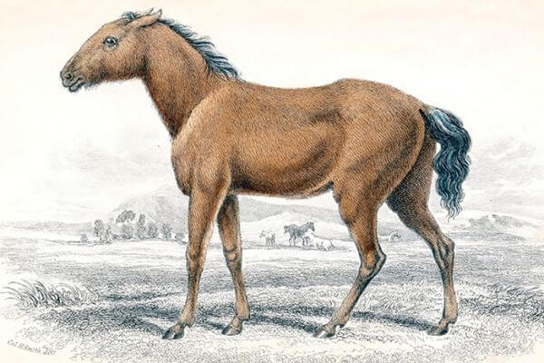 Природа і суспільство:  загадки тваринного світу України