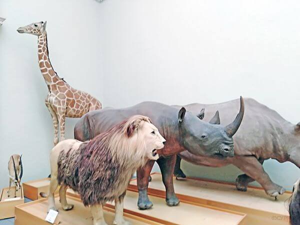 Зоологія у Швейцарії: від динозаврів до сучасних тварин