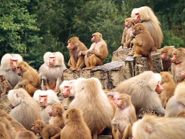 Про мавп. Чи?..