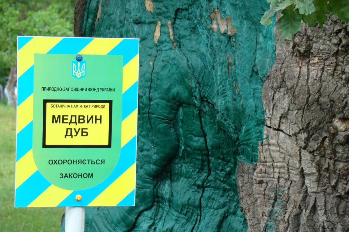 Дуб-патріарх,  Медвинська республіка  і гора Тотоха