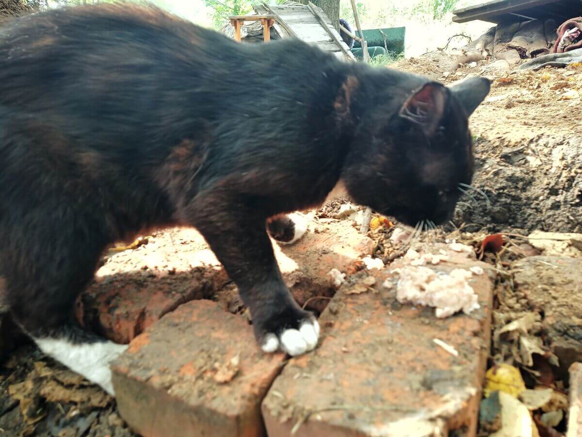 Новий побратим